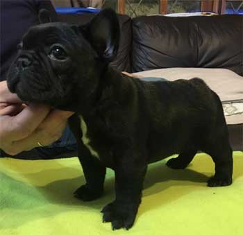 cachorro bulldog frances venta