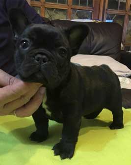 cachorro bulldog frances venta