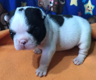 cachorros bulldog frances Uruguay