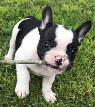 cachorros bulldog frances Uruguay