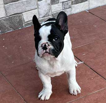 cachorros bulldog frances Uruguay