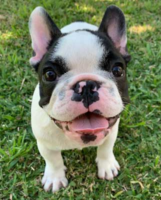 cachorros bulldog frances Uruguay