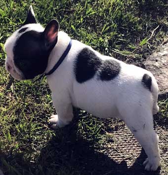 cachorros bulldog frances Uruguay