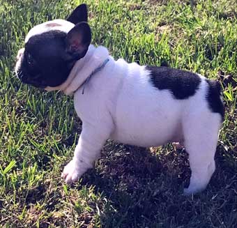 cachorros bulldog frances Uruguay