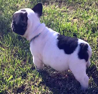 cachorros bulldog frances Uruguay