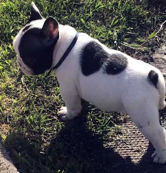 cachorros bulldog frances Uruguay