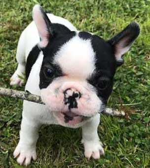 cachorros bulldog frances Uruguay