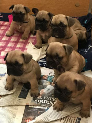 cachorro bulldog frances uruguay