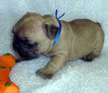 cachorro bulldog frances uruguay