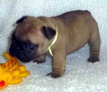 cachorro bulldog frances uruguay