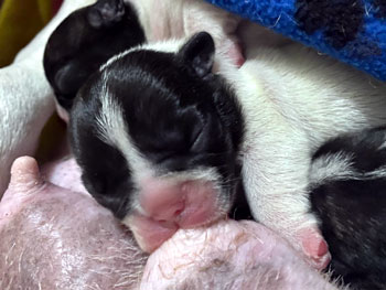 cachorros bulldog frances uruguay