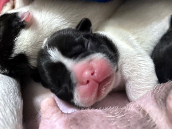 cachorros bulldog frances uruguay