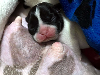 cachorros bulldog frances uruguay