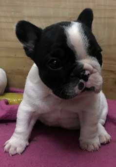 cachorros bulldog frances a la venta uruguay