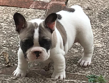 cachorros bulldog frances uruguay