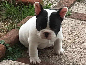 cachorros bulldog frances uruguay