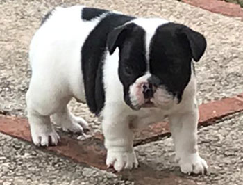 cachorros bulldog frances uruguay