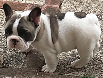 cachorros bulldog frances uruguay