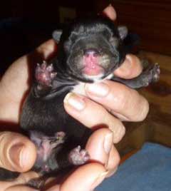 cachorros bulldog frances