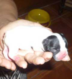 cachorros bulldog frances