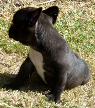 cachorra bulldog frances uruguay