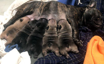 cachorros bulldog frances Uruguay