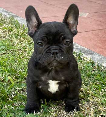 cachorros bulldog frances Uruguay