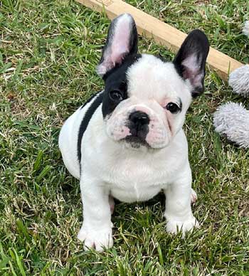 cachorros bulldog frances Uruguay