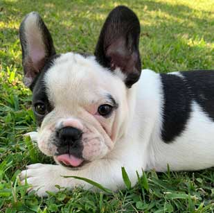 cachorros bulldog frances Uruguay