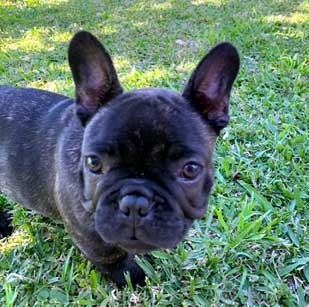 cachorros bulldog frances Uruguay