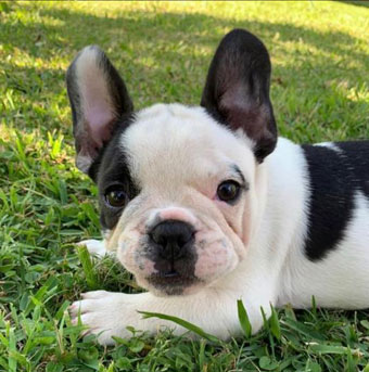 cachorros bulldog frances Uruguay