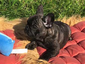 cachorros bulldog frances en venta  uruguay