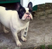 bulldog frances uruguay