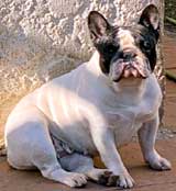 bulldog frances