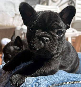 cachorro bulldog frances Uruguay