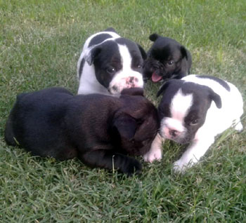 cachorros bulldog frances Uruguay