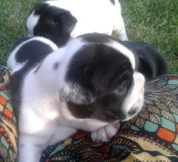 cachorros bulldog frances Uruguay