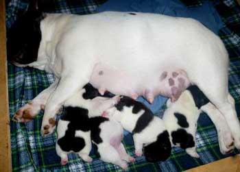cachorros bulldog frances uruguay