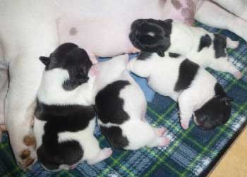 cachorros bulldog frances uruguay