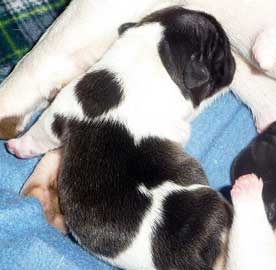 cachorros bulldog frances uruguay