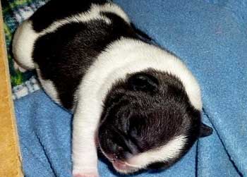 cachorros bulldog frances uruguay