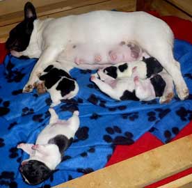 cachorros bulldog frances uruguay
