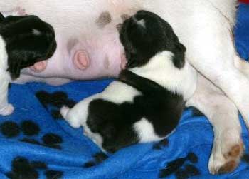 cachorros bulldog frances uruguay