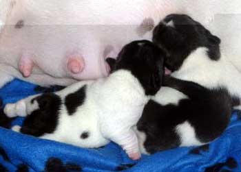 cachorros bulldog frances uruguay