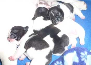 cachorros bulldog frances uruguay