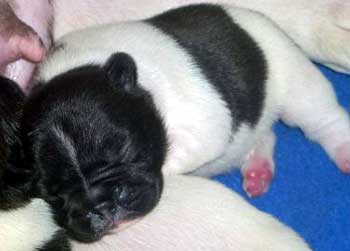 cachorros bulldog frances uruguay