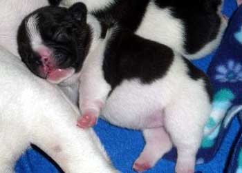 cachorros bulldog frances uruguay