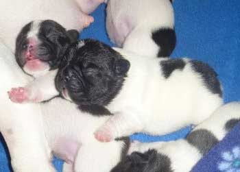 cachorros bulldog frances uruguay