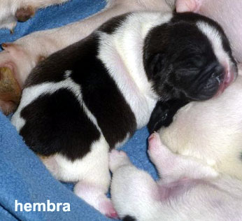 cachorros bulldog frances uruguay