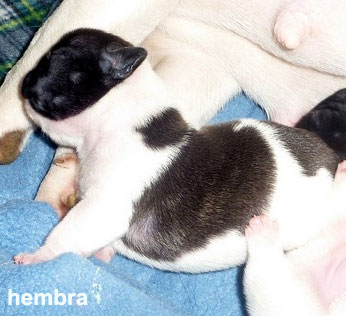 cachorros bulldog frances uruguay